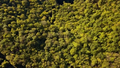 Aerial view of forest in the canyon. Видео 111647876