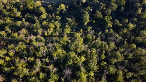 Aerial view of forest in the canyon. Stockbeeldmateriaal 111648199
