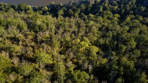 Aerial view of forest in the canyon. Stockbeeldmateriaal 111648334