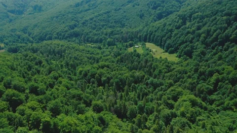Aerial view of a forest clearing among mixed green forest on a summer day. Stock Footage 157496340