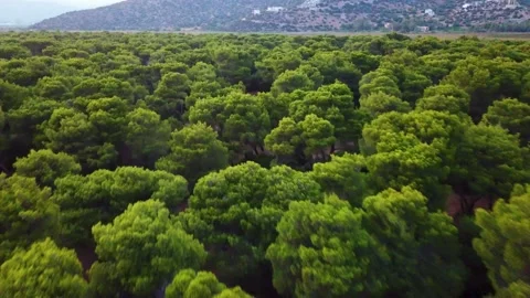 Aerial View to the Forest on Coastline Stock Footage 239178659