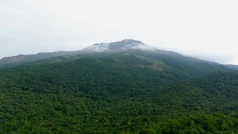 Aerial View of Forest Covered Mountain Surrounded by Low Clouds and Mist Stock Footage 341309434