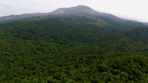 Aerial View of Forest Covered Mountain Surrounded by Low Clouds and Mist Stock Footage 341309504