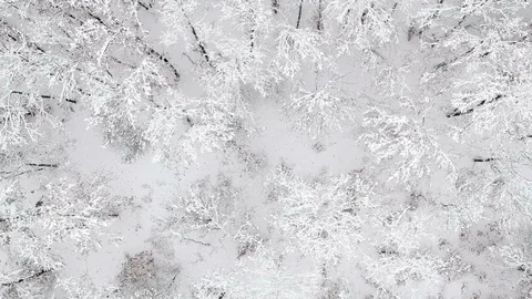 Aerial view of the forest covered with snow Stock Footage 99985210
