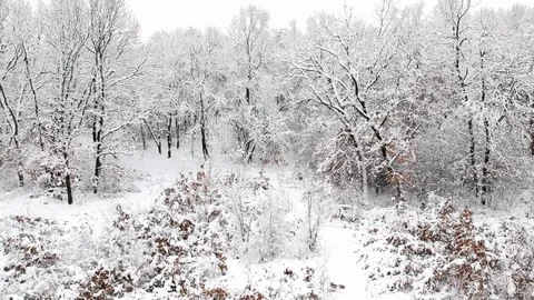 Aerial view of the forest covered with snow Stock Footage 99985239