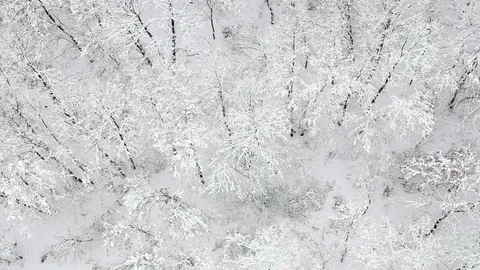 Aerial view of the forest covered with snow Stock Footage 99985305