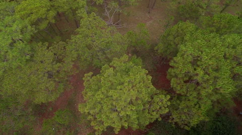 Aerial view of forest Da lat in Vietnam Stock Footage 58127353