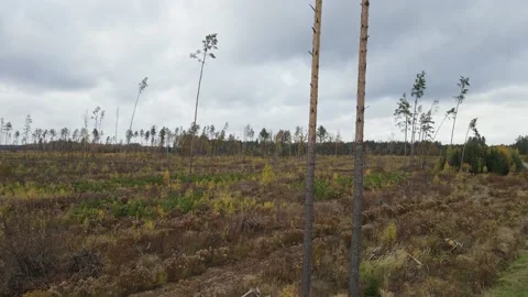 Aerial view of forest damaged by the hurricane. Fallen trees. Stock Footage 169483658