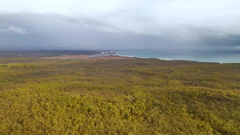 Aerial view of forest densely covered with yellow trees. View of the deep blu Stock Footage 252686472