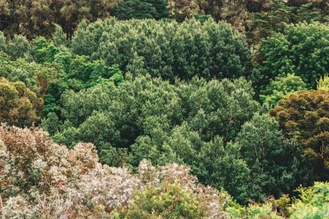 Aerial view of a forest with different types of trees Stock Photos