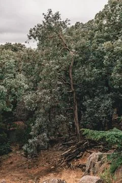 Aerial view of a forest with different types of trees Stock Photos