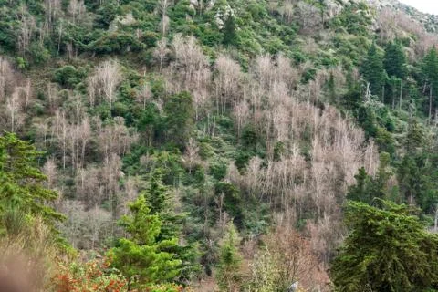 Aerial view of a forest with different types of trees Stock Photos