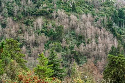 Aerial view of a forest with different types of trees Stock Photos