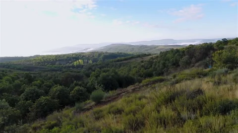 Aerial view of a forest. Drone. Stock Footage 63376025