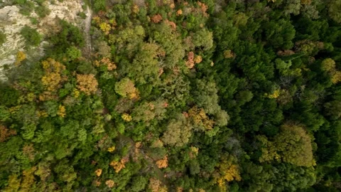 Aerial view of the forest from a drone Stock Footage 257587478