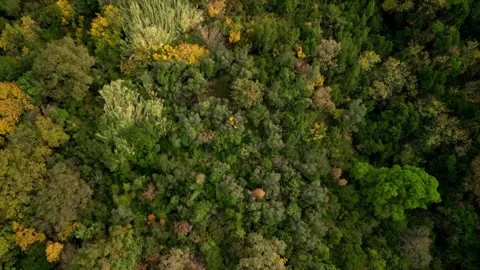 Aerial view of the forest from a drone Stock Footage 257588042