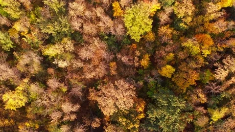 Aerial view of forest during calm autumn day Stock Footage 142084627