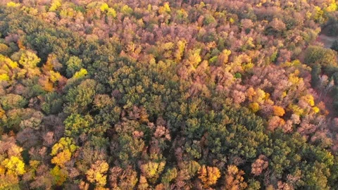 Aerial view of forest during calm autumn day Stock Footage 142086406