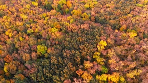 Aerial view of forest during calm autumn day Stock Footage 142086590