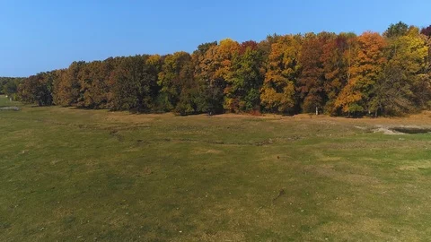 Aerial view of a forest during fall. Stock Footage 113070895
