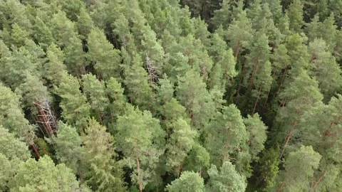 Aerial view of forest during a summer day. Green trees top view Stock Footage 151944398