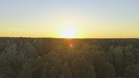 Aerial view of a forest during sunset with soft sunlight over the treetops Stock Footage 286215184
