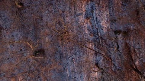 Aerial view of a forest during the winter Stock Footage 297295576