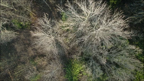 Aerial view of a forest in early spring or late autumn Stock Footage 283929758