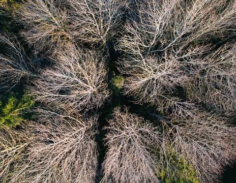 Aerial view of a forest in early spring or late autumn 스톡 사진