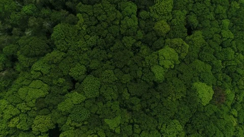 Aerial View Of The Forest In Eastern Europe. Vídeos de archivo 101190083