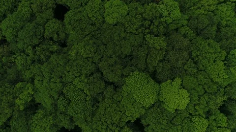 Aerial View Of The Forest In Eastern Europe. Vídeos de archivo 101192064