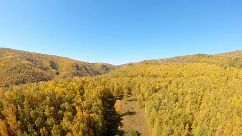 Aerial view of the forest edge Stock Footage 122646485