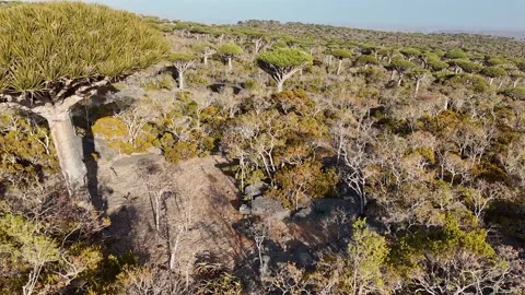 Aerial view of forest with endemic Dragon blood tree in island of Socotra, Yemen Stock-Footage 302518924