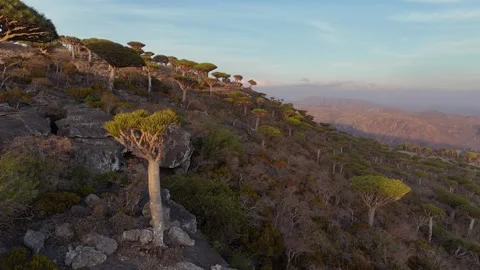 Aerial view of forest with endemic Dragon blood tree in island of Socotra, Yemen Stock Footage 302519853
