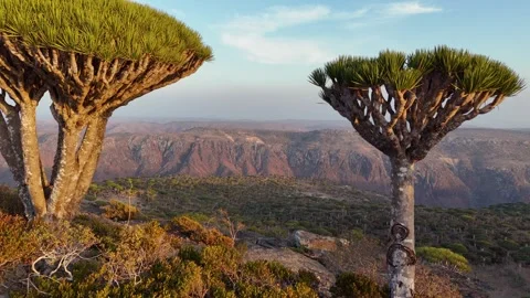Aerial view of forest with endemic Dragon blood tree in island of Socotra, Yemen Stock Footage 302519919