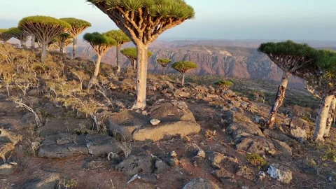 Aerial view of forest with endemic Dragon blood tree in island of Socotra, Yemen Stock Footage 302520053