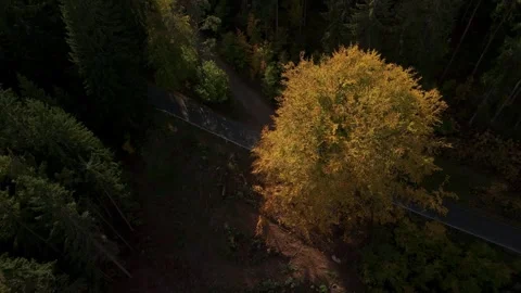 Aerial View of Forest in Fall – Czech Landscape in Autumn Colors Stock Footage 318981227