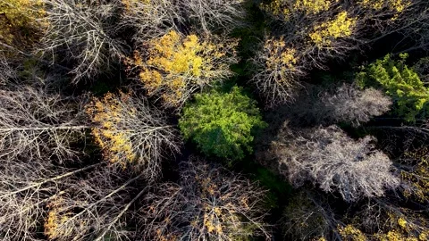Aerial view to a forest in fall foliage colors Stock Footage 338156130