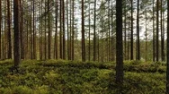 Aerial View Of The Forest In Finland. Beautiful Nature Of Finland. Stock Footage