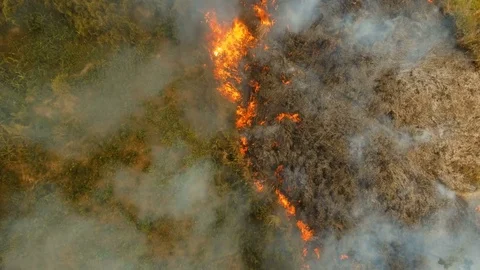 Aerial view Forest fire. Busuanga, Palawan, Philippines Stock Footage 75671953