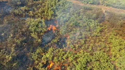 Aerial view of forest fire Stock Footage 80278922