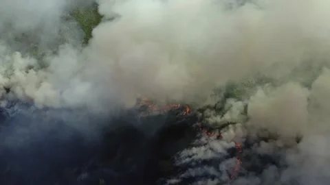 Aerial view of Forest Fire or WildFire, burning dry grass and trees, natural Stock Footage 139217571