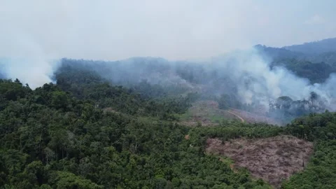 Aerial view of forest fires or forest burning to clear land in the mountain.. Stock Footage 291281601