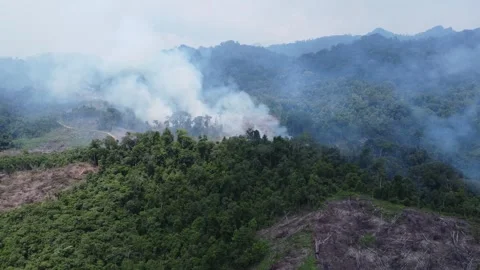 Aerial view of forest fires or forest burning to clear land in the mountain.. Stock Footage 291282557