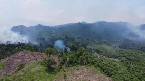 Aerial view of forest fires or forest burning to clear land in the mountain.. Stock Footage 291284223