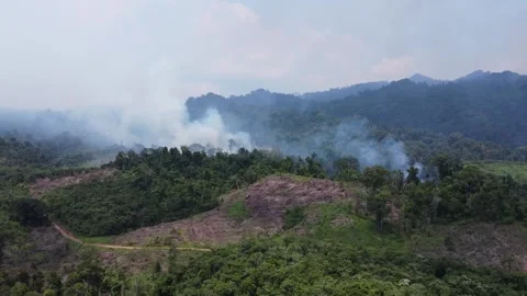 Aerial view of forest fires or forest burning to clear land in the mountain.. Stock Footage 291284740