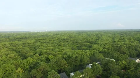 Aerial View of the Forest in First Landing State Park in Virginia Beach Stock Footage 325922294