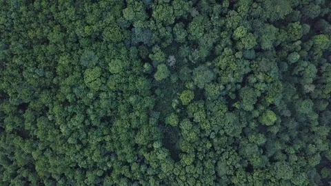 Aerial view forest, Flying over the beautiful forest trees. Stock Footage 90903708