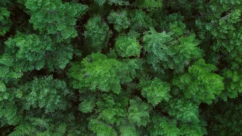 Aerial View Forest Flyover Stock Footage 163260047