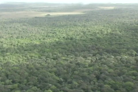 Aerial view of forest Stock Footage